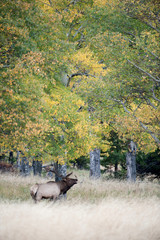 North American elk