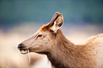 North American elk cow