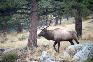 North American elk