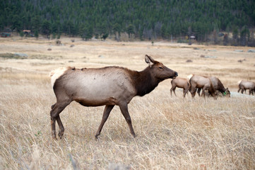 Obraz na płótnie Canvas North American elk cow