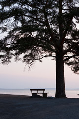 Fototapeta na wymiar Lonely bench and big tree silhouette