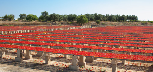 Dried red ripe tomatoes
