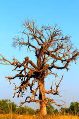 dry Tree