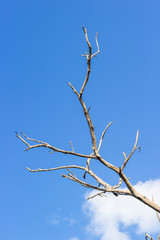 dead branch tree under blue sky