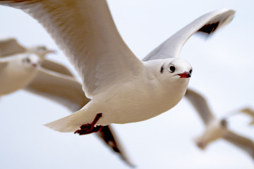 Möwen im Flug