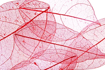 Photo sur Plexiglas Feuille de veine décorative Fond de feuilles de squelette décoratif