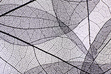 Crédence de cuisine en verre imprimé Feuille de veine décorative Fond de feuilles de squelette décoratif