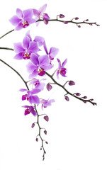 tint purple Dendrobium orchid on white background