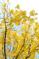 Autumn tree twigs on sky background