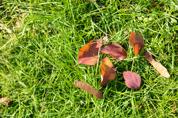 Beautiful autumn leaves on green grass