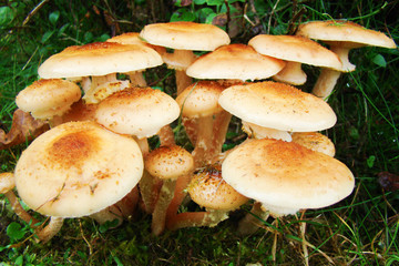 Edible mushrooms growing the primarily.