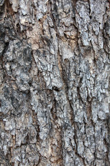 Tree Pattern