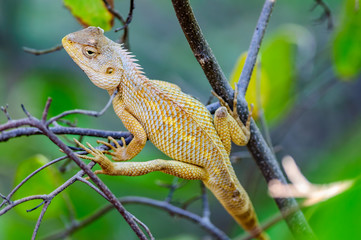Oriental Garden Lizard waiting on a tree branch