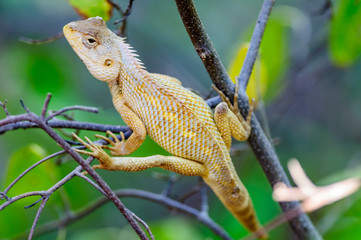 Oriental Garden Lizard waiting on a tree branch