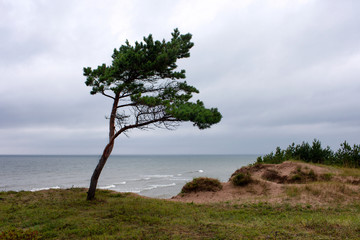 Fototapeta na wymiar Young pine tree on a cliff by the sea in bad weather