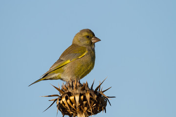European Greenfinch