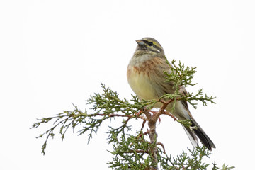 Cirl Bunting