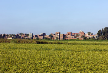 Rice field with houses in background,Damietta,north Egypt
