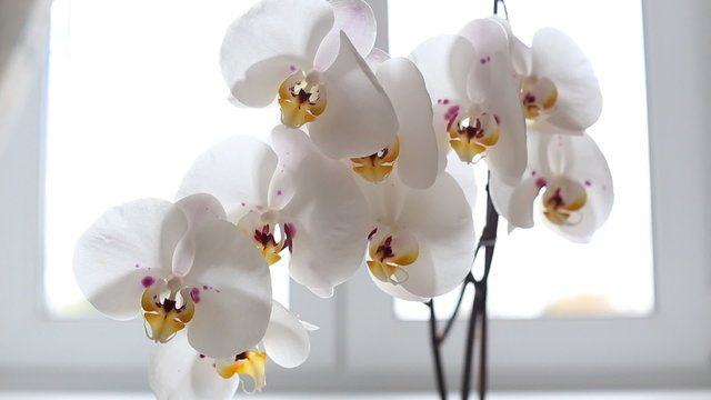 white orchid blooms