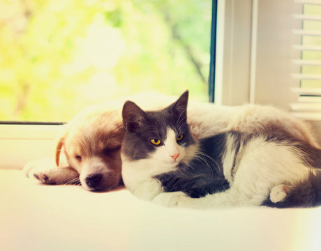 Cat And Dog At The Window