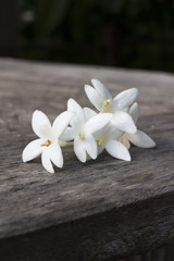 Fototapeta na wymiar White colored Indian cork flower on the bench