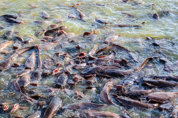 Shoal of catfishes slithering in water