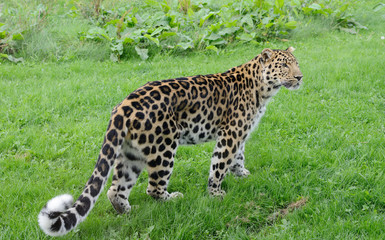 Leopard Looking