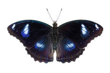 Fototapeta premium Great Eggfly butterfly