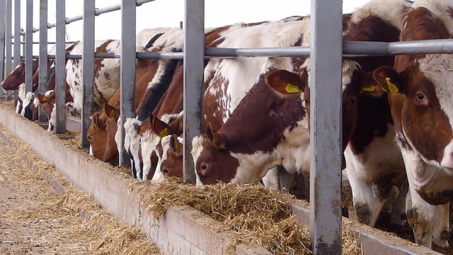 Dairy farm, Simmental cattle, cows on farm