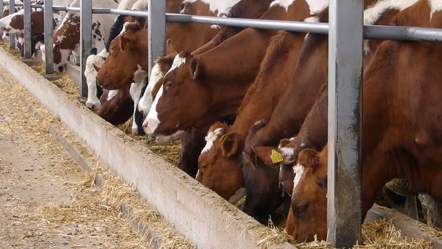 Dairy farm, Simmental cattle, cows on farm
