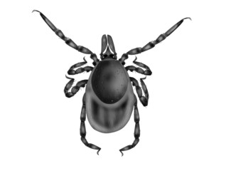 tick white background