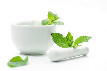 Mentha piperita die Pfefferminze