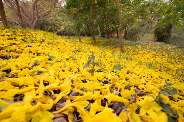 Yellow flower