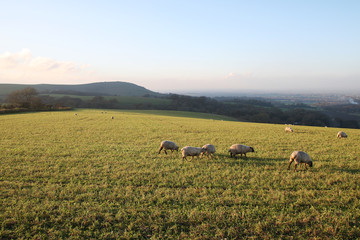 British Landscape