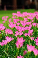Pink Rain Lily or rose pink zephyr lily, Zephyranthes carinata.