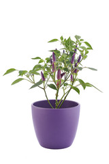 Fototapeta na wymiar purple hot chili pepper - isolated