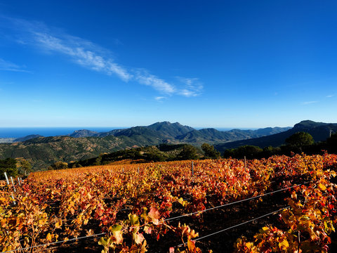 The vineyard with the warm colors of autumn, Sardinia Italy. Traditional agriculture. 