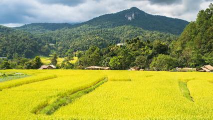 Obraz premium Golden field rice