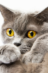 Naklejka na ściany i meble British shorthair cat on a white background