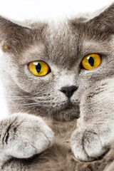 British shorthair cat on a white background