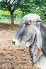 Head Shot of Brahman Cattle