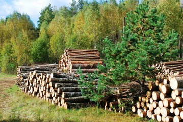 Stack of prepared wood in european forest