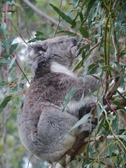 Koala in an Eucalyptus tree in Australia