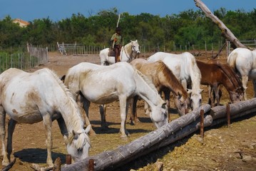 Gardian en Camargue.