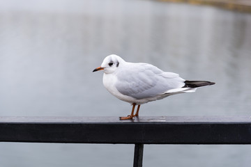 seagull on the railing near the river