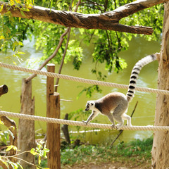 Lemur in open public zoo in Thailand.