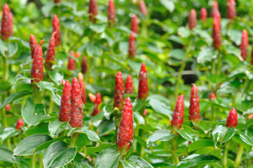 Group of Alpinia purpurata in public garden.
