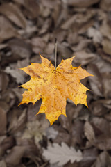 autumn maple leafs