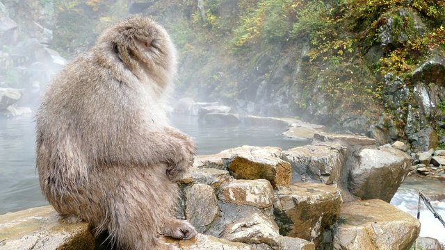 monkey is relaxation