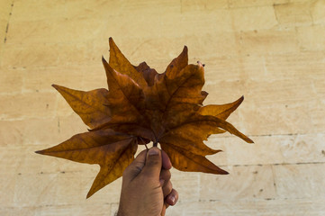 Obraz premium le foglie in mano